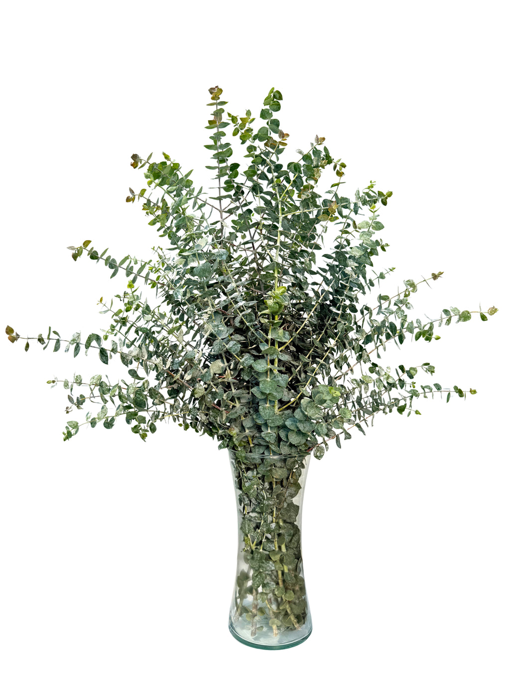 Fresh Baby Eucalyptus Stems – Aromatherapy Home Décor