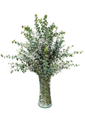 Fresh Baby Eucalyptus Stems – Aromatherapy Home Décor