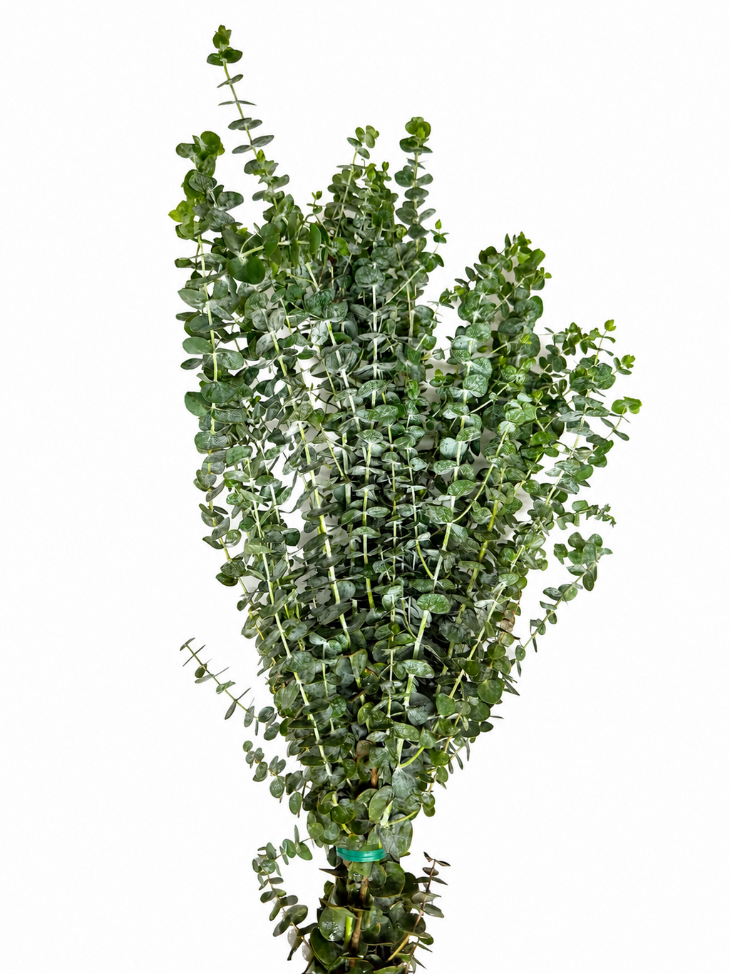 Fresh Baby Eucalyptus Stems – Aromatherapy Home Décor
