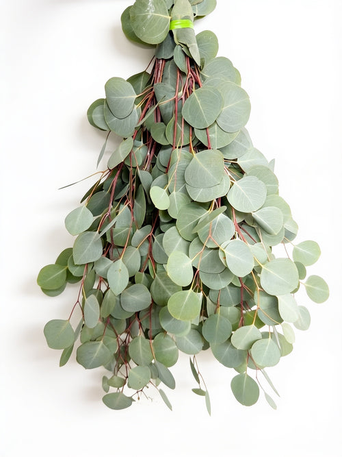 Silver Dollar Eucalyptus Stems – Coin-Leaf Botanical Décor