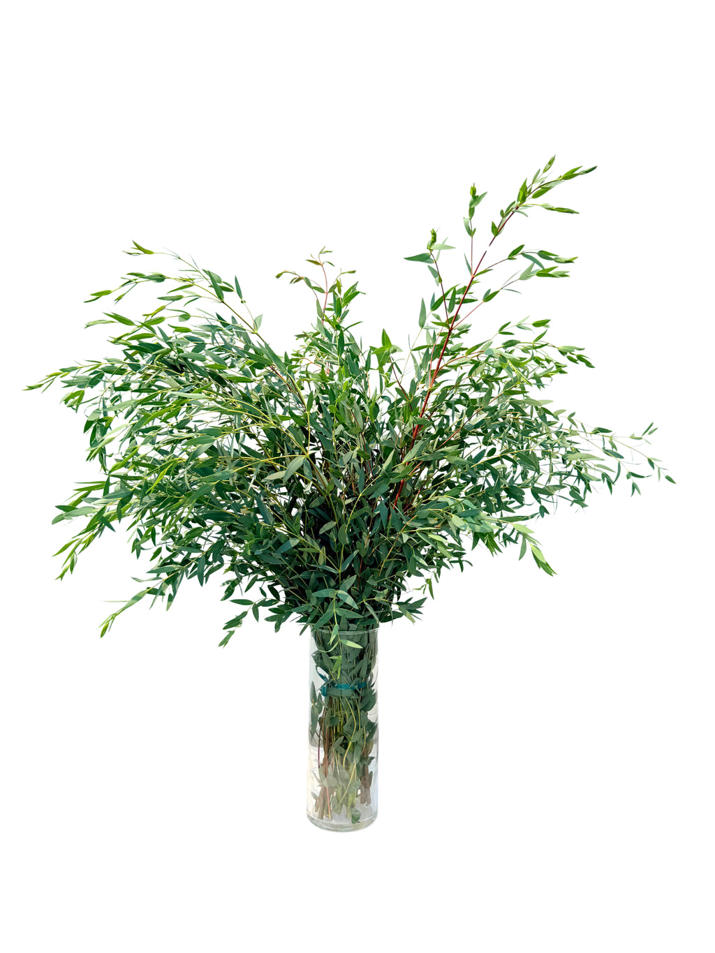 Parvofolia Eucalyptus Stems – Feathery Botanical Greenery