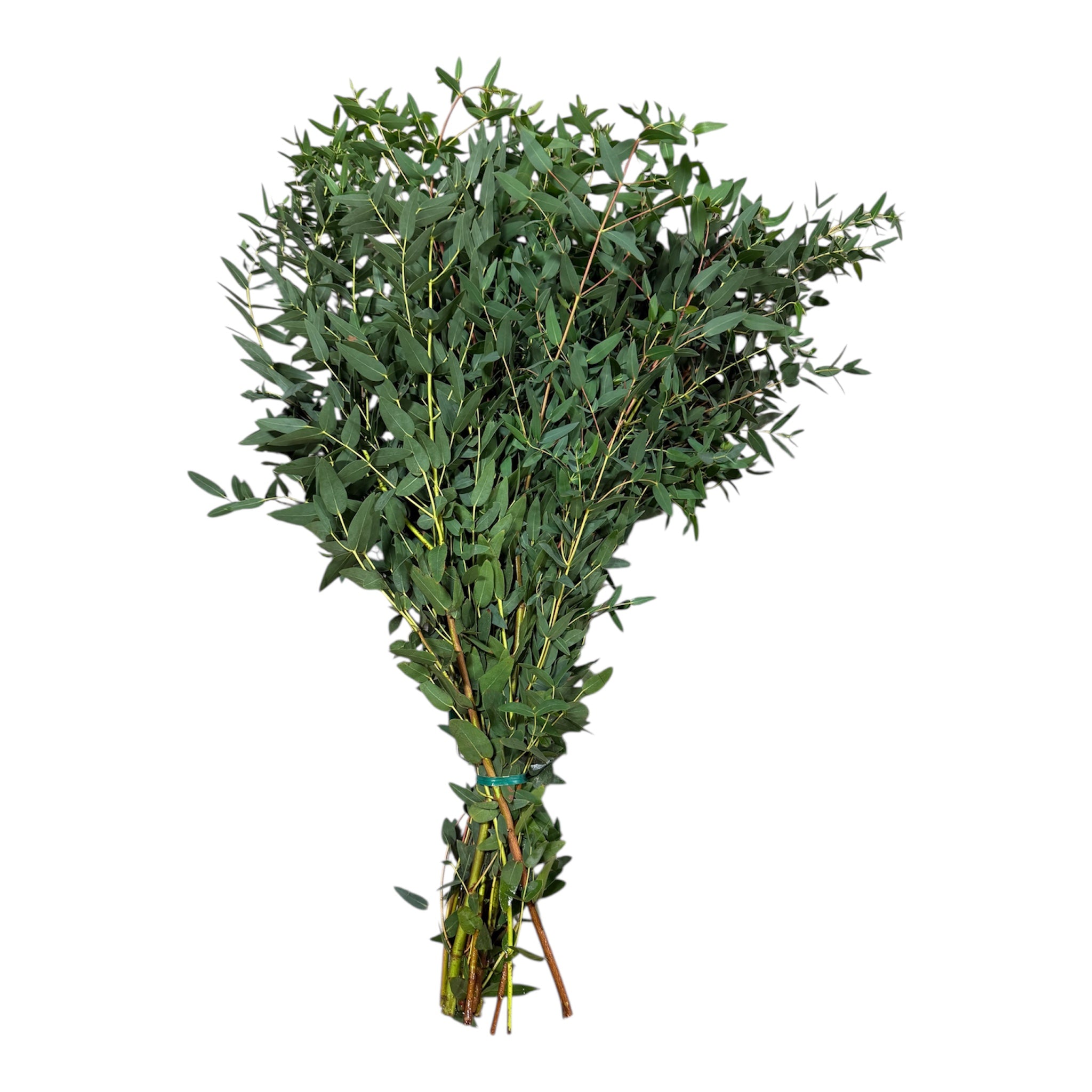 Parvofolia Eucalyptus Stems – Feathery Botanical Greenery