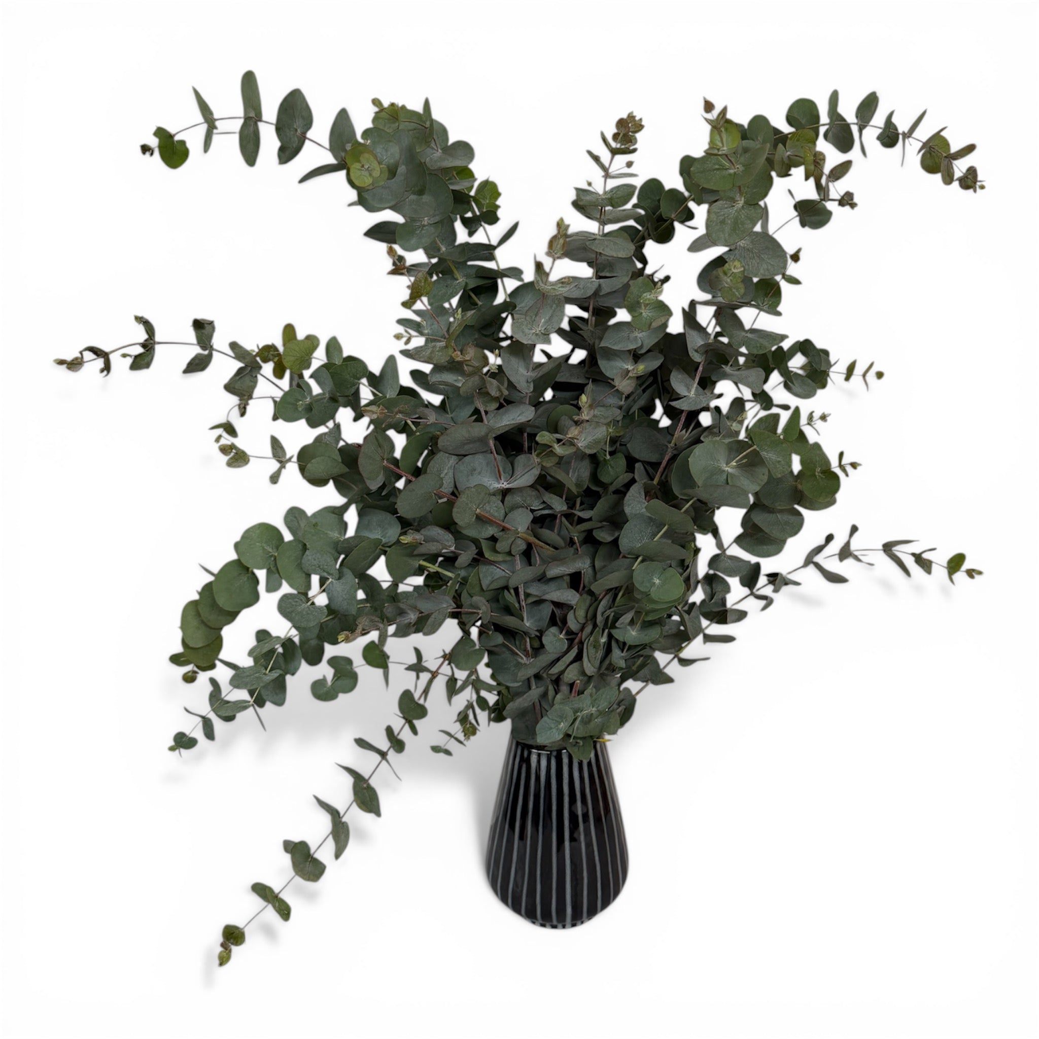 True Blue Eucalyptus Stems – Soft Whimsical Foliage