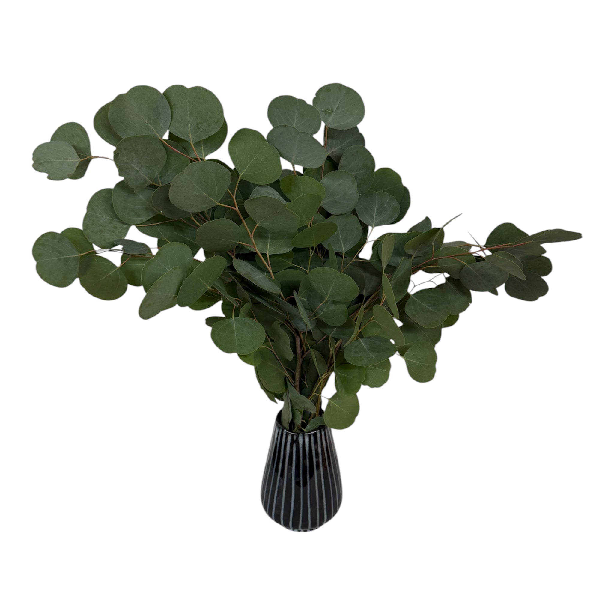 Silver Dollar Eucalyptus Stems – Coin-Leaf Botanical Décor