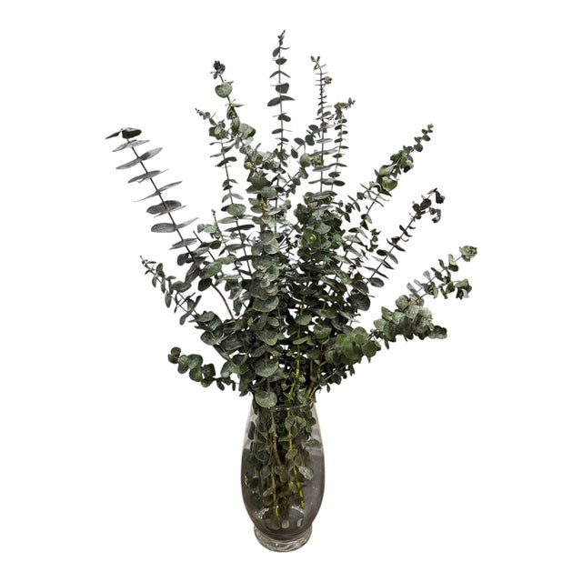 Fresh Baby Eucalyptus Stems – Aromatherapy Home Décor